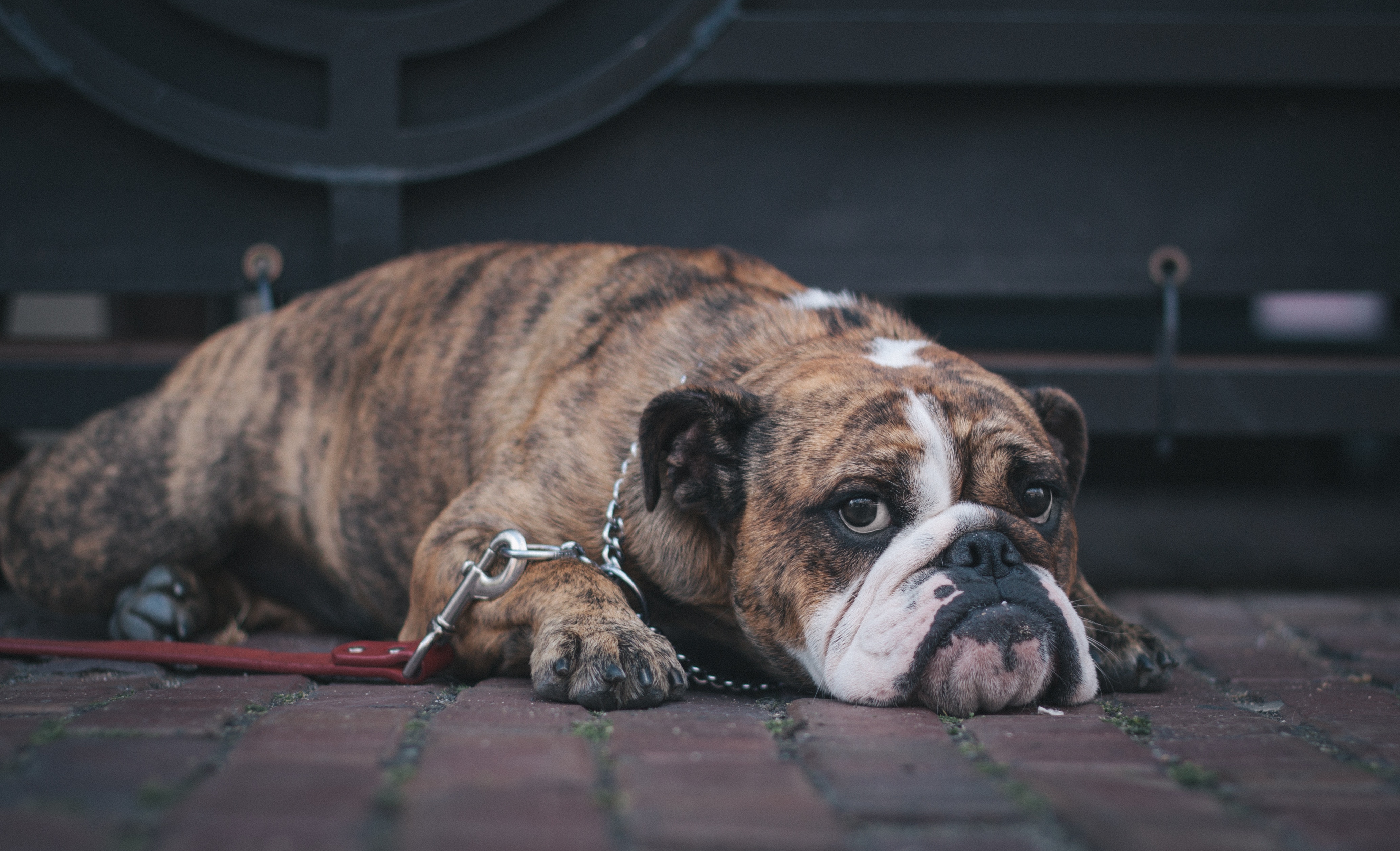 Lethargy Dog Obesity