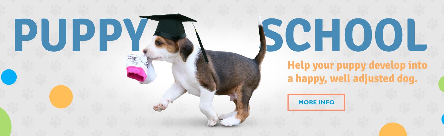 Dog Training Frankston Dog Training Frankston