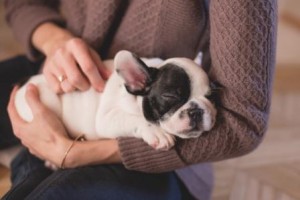 French_Bulldog_Puppy_Sleeping