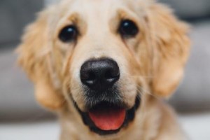 Golden_retriever