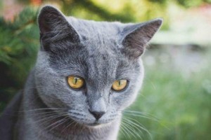 Grey_cat