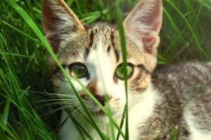 kitten-in-the-grass