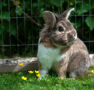 pet microchip, rabbit microchip, victoria, melbourne, frankston, karingal vet hospital, vet, ballam park veterinary clinic