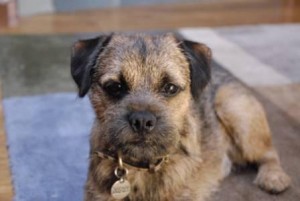 border terrier, dog care frankston, dog behaviour langwarrin, dog training seaford vet