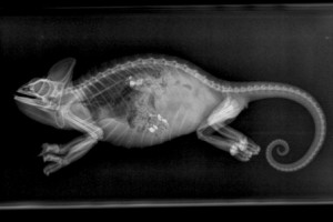 Chameleon x-ray