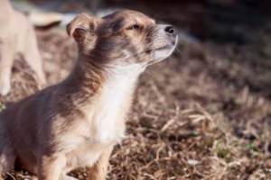 Puppy Sniffing