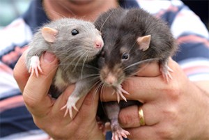 rat vet melbourne, rat care, pet rats, frankston vet