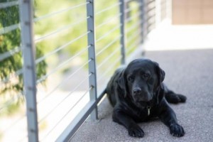 black-labrador