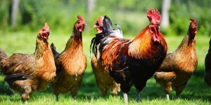 chicken, bird vet
