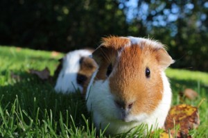 guinea pig, guinea pig care, frankston vet