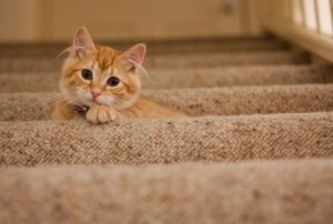 cat on stairs