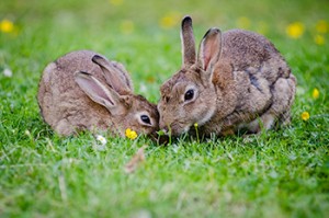 rabbit vet, rabbit care, frankston vet clinic, vet hospital