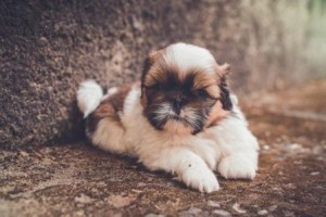 Shih Tzu Puppy