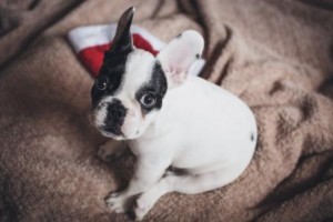 French Bulldog Puppy