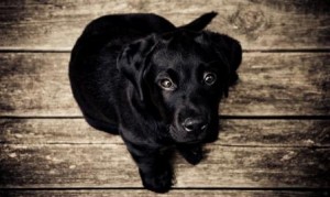 Labrador Puppy