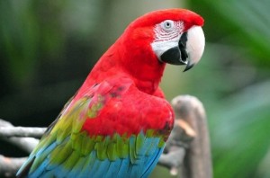 bird care, bird vet mornington peninsula, pet services
