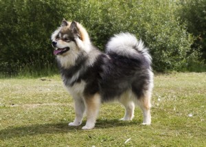 finnish lapphund, dog breeds, dog care, pet care, dog dental, dog vet frankston