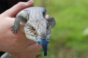 Blue_Tongued_Lizard