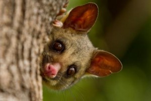 Brushtail_Possum_Wildlife