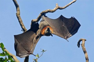 Flying_Fox_Wildlife