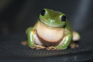 Green_Tree_Frog