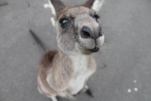 Kangaroo