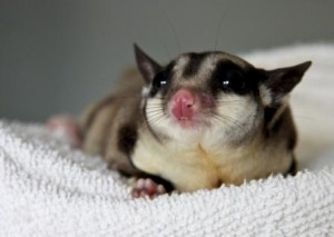 Sugar_Glider