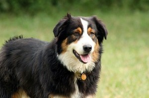 Australian Shepherd, dog care, dog health Frankston vet care