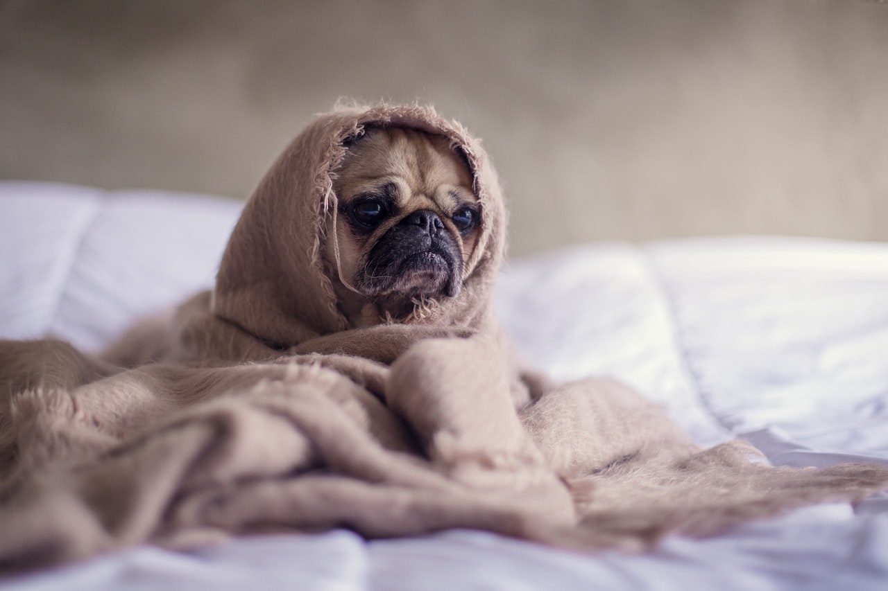 arthritis, dog, pug, warm dog, dog bedding