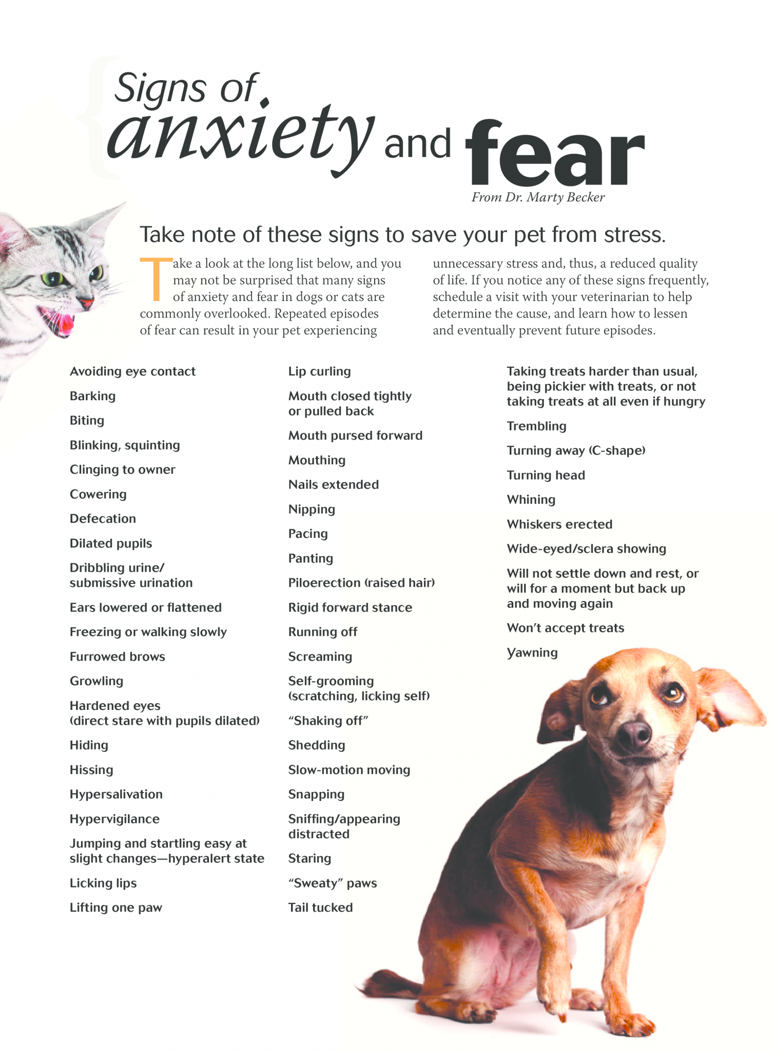 Scaredy Cat: Helping Cats and Kittens with Fear