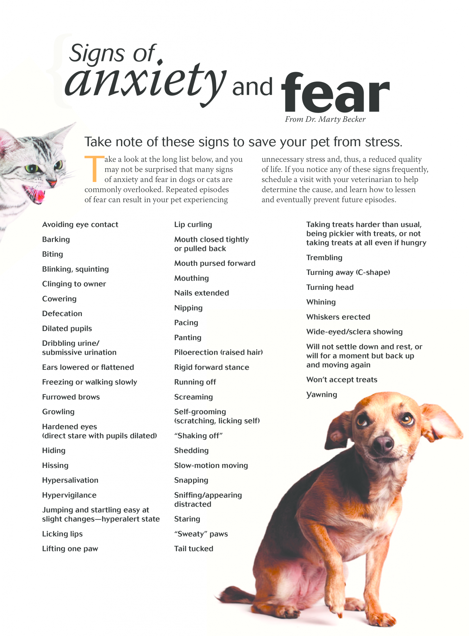 Scaredy Cat: Feline Anxiety and Related Issues - Animal Medical