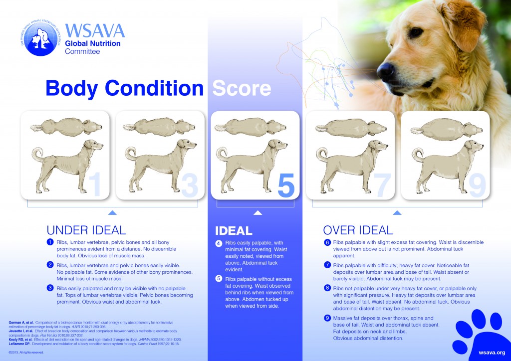healthy dog weight, fat dog, overweight dog, canine obesity, obese dog, dog weight chart, dog image, Karingal Vet Hospital