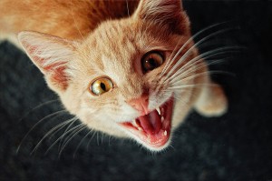 cat stress, stressed out cat, cat behaviour, melbourne vet, frankston vet, karingal vet hospital, cat help, stress relief for cats, how to calm down a kitten