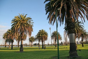 pet care melbourne, mornington peninsula pet care, seaford vet,