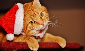 christmas, cat, pet for christmas, xmas pets, karingal veterinary hospital, vets frankston, mornington peninsula vet clinic, pet care langwarrin, seaforth vet, somerville vet, vet near me langwarrin