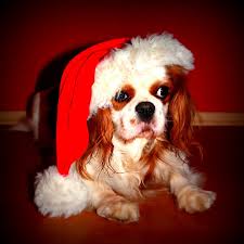 pets for christmas, karingal veterinary hospital, pet adoption, mornington peninsula vet clinic, frankston vet, seaforth vet clinic, somerville vet, vet clinic langwarrin, dog care melbourne,