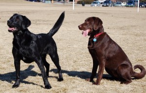 karingal veterinary hospital, frankston vet, labrador retriever, dogs, dog care, dog