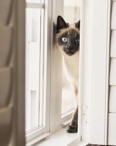 siamese cat, melbourne vet, frankston vet, seaford cat care