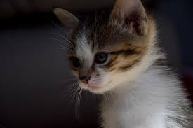 cat microchipping, cat care, frankston vet, cat adoption melbourne