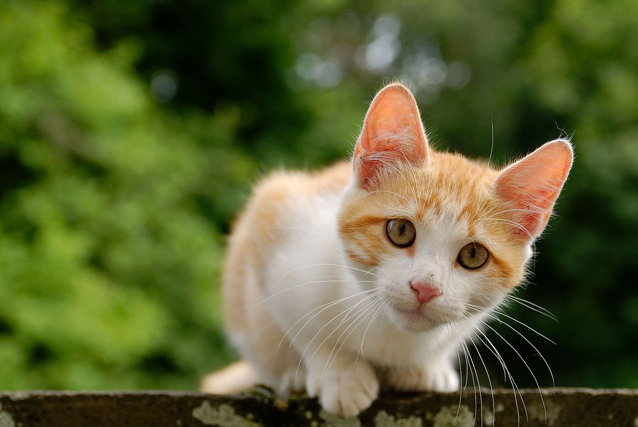 cat microchipping frankston, cat wellness plan, cat care mornington peninsula, cat adoption