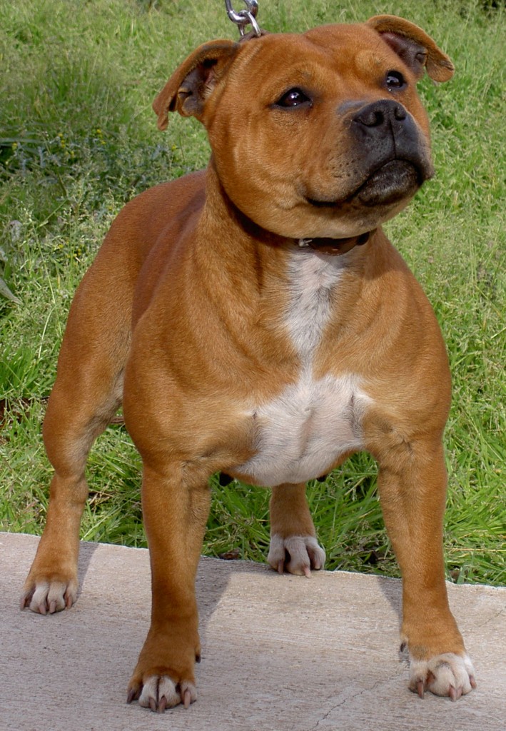 staffie, staffy, staffordshire bull terrier, dog vet melbourne, dog breeds