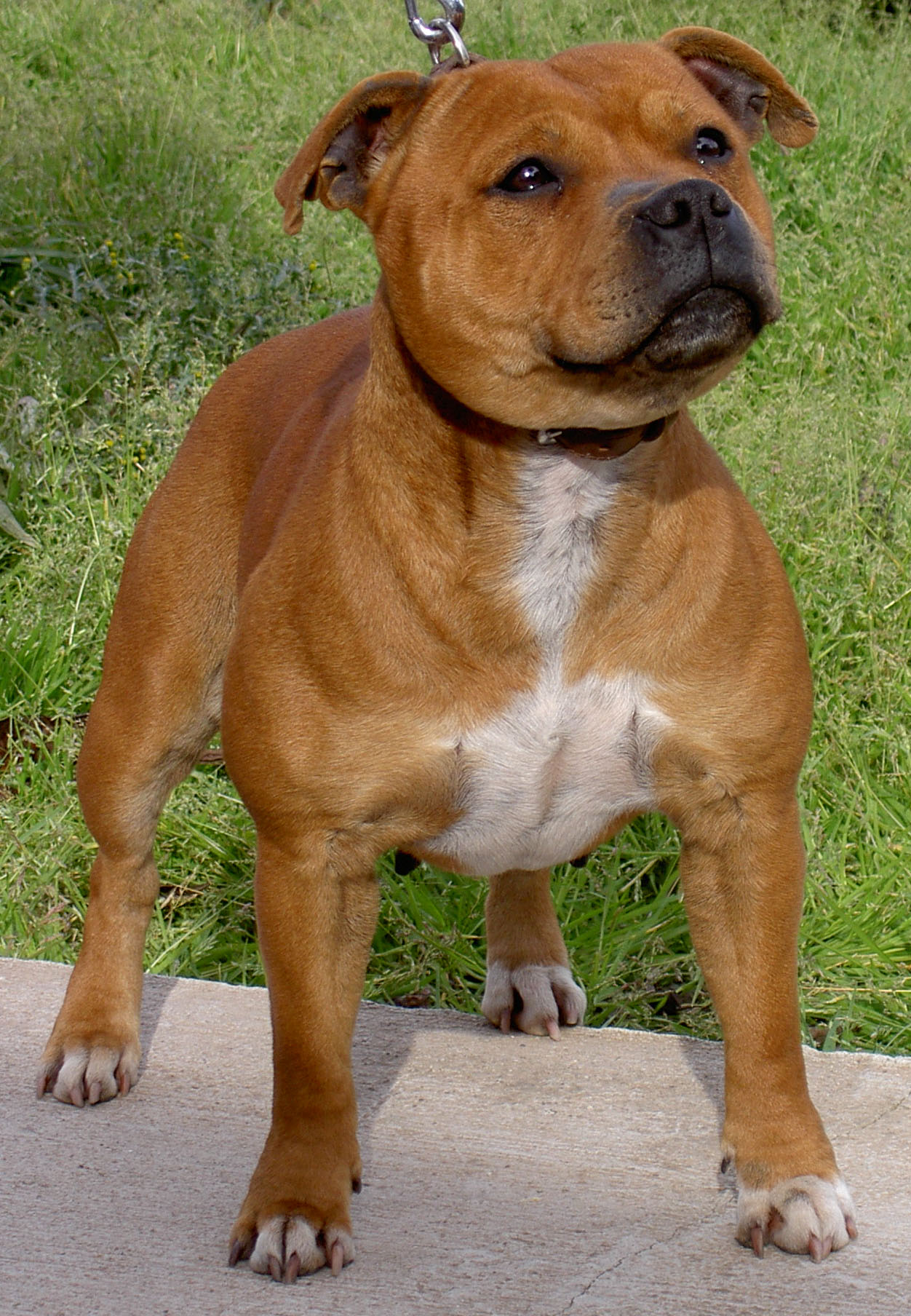 red english staffy