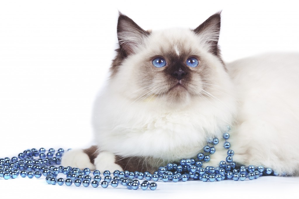 A Ragdoll with blue beads - Karingal Vet Clinic