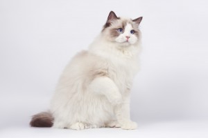 A Ragdoll sitting - Karingal Vet