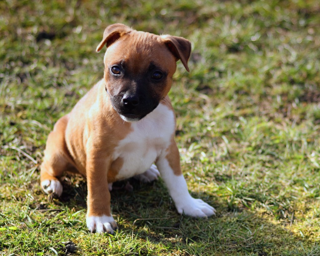 A puppy attending puppy school in Frankston