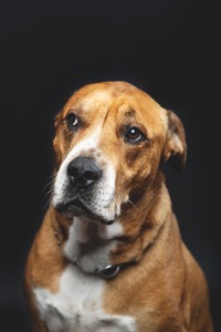 Karingal vet and a brown, old dog