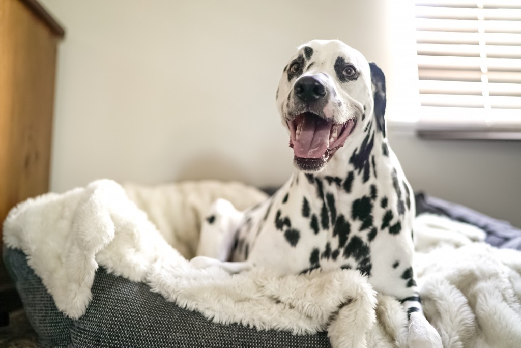 A dalmation recovering in bed after desexing in Frankston