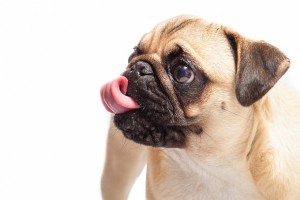 A pug licking its nose at Karingal Vet