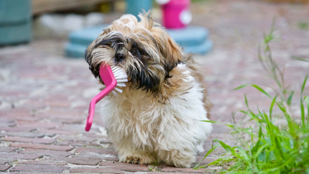 A small dog with a toothbrush - pet dental care