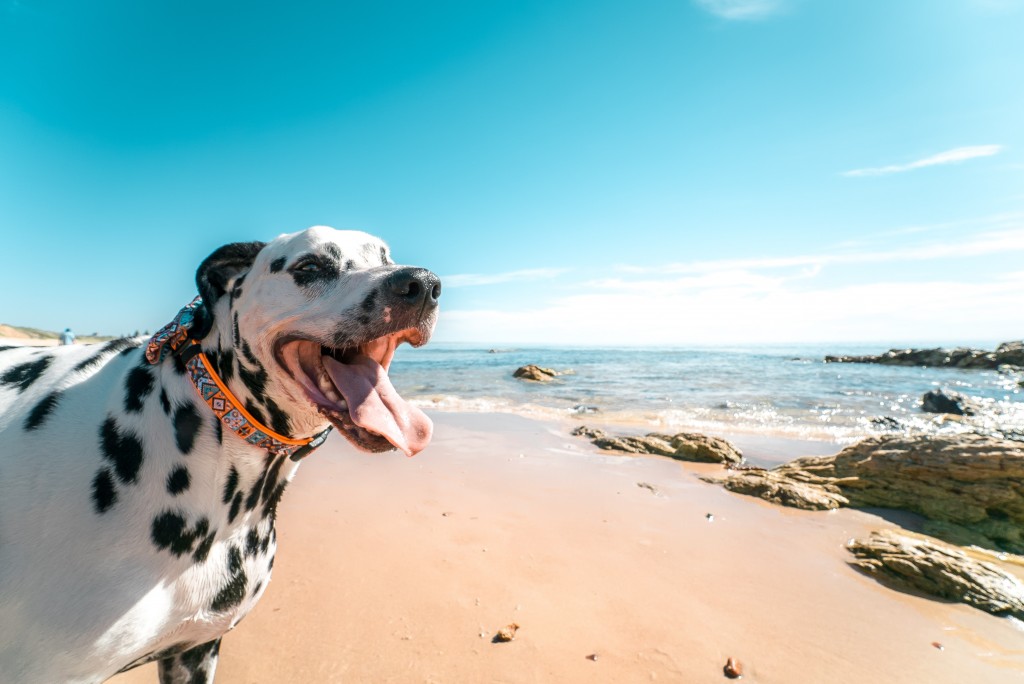 Dalmatian at risk of heat stroke on a beach